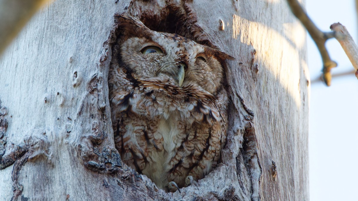 Eastern Screech-Owl - ML631175317