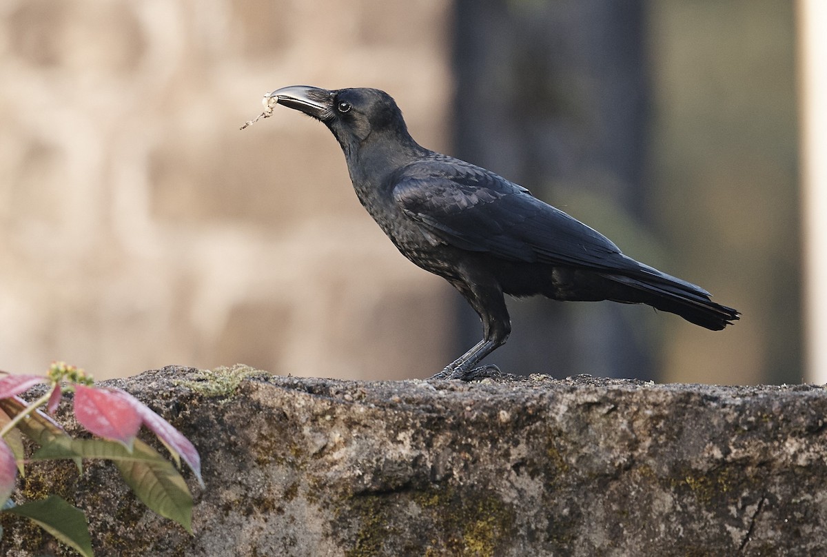 Large-billed Crow - ML631175528