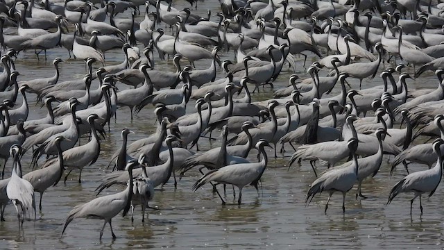 Demoiselle Crane - ML631175571