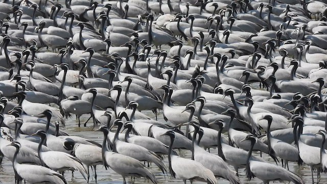 Demoiselle Crane - ML631175610