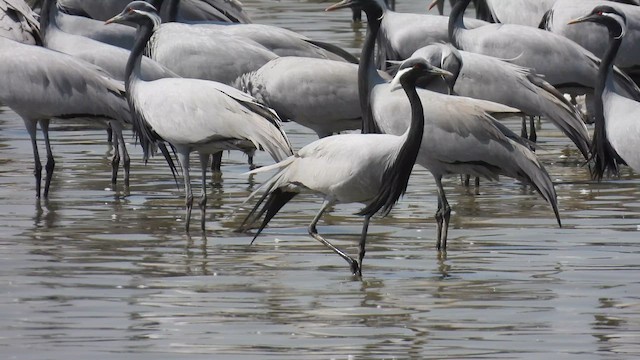 Demoiselle Crane - ML631175694