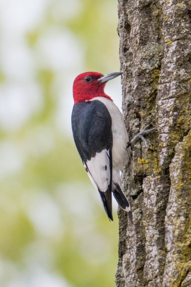 Red-headed Woodpecker - ML631175811