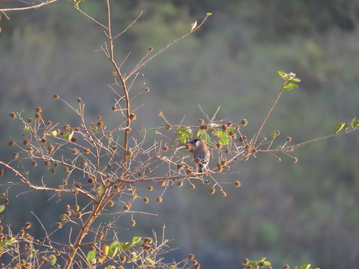 Arabian Grosbeak - ML631175847