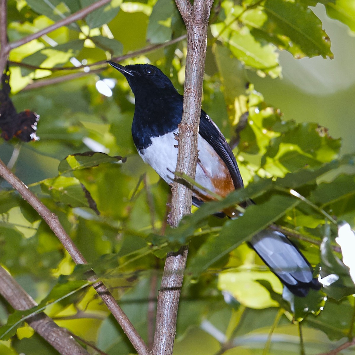 Andaman Shama - ML631175880