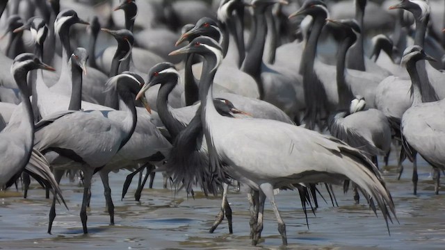 Demoiselle Crane - ML631175941