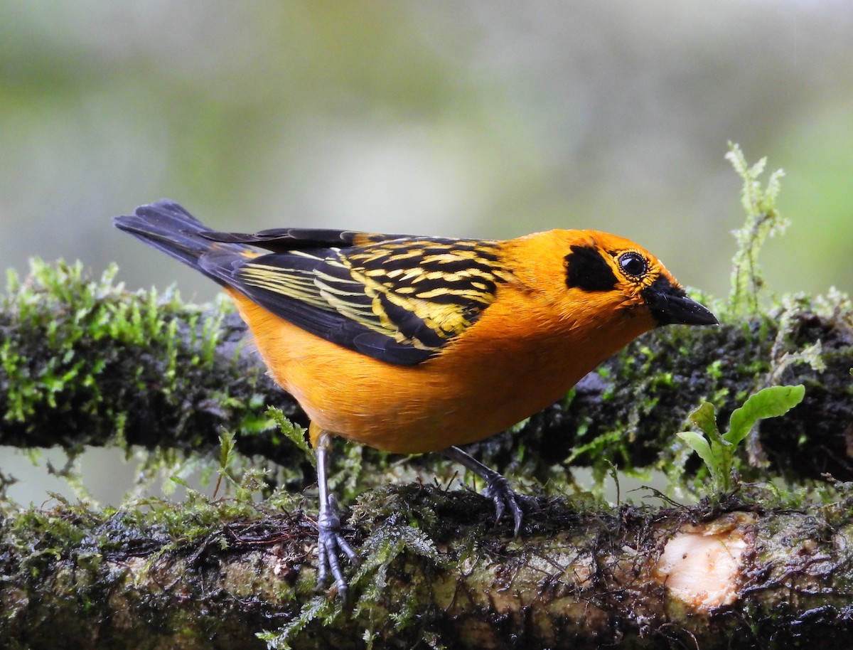Golden Tanager - ML631176030