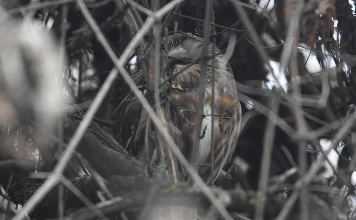Northern Saw-whet Owl - ML631176039