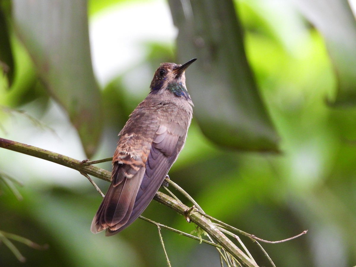 Brown Violetear - ML631176135