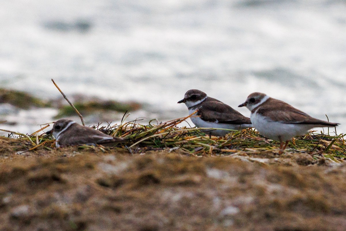 Semipalmated Plover - ML631176168