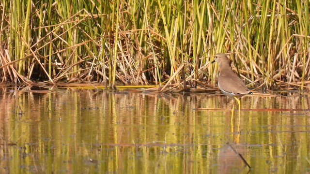 White-tailed Lapwing - ML631176169