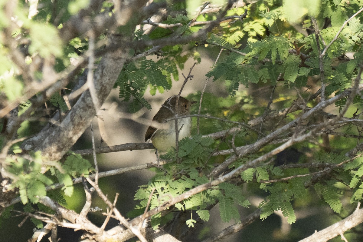 Fulvous-crowned Scrub-Tyrant - ML631176252