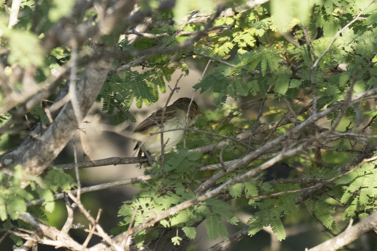 Fulvous-crowned Scrub-Tyrant - ML631176262