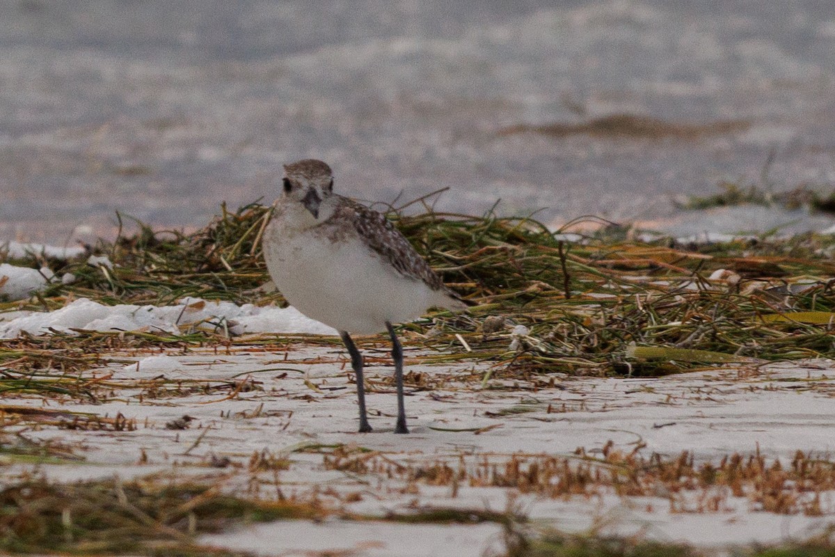 Black-bellied Plover - ML631176327