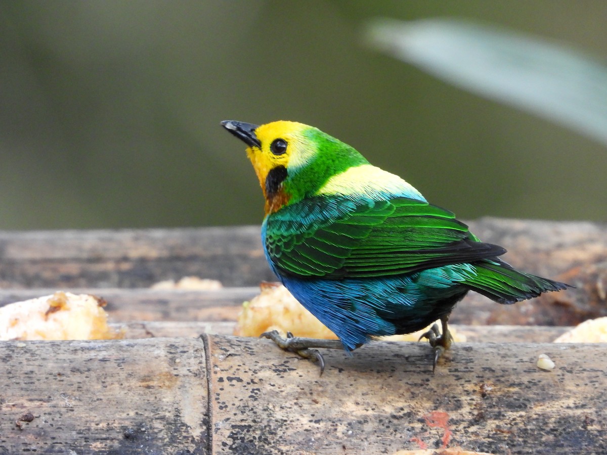 Multicolored Tanager - ML631176340