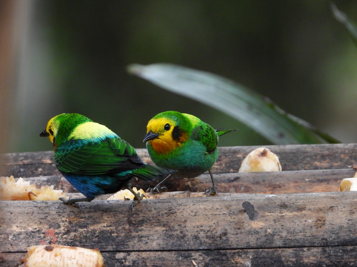 Multicolored Tanager - ML631176341