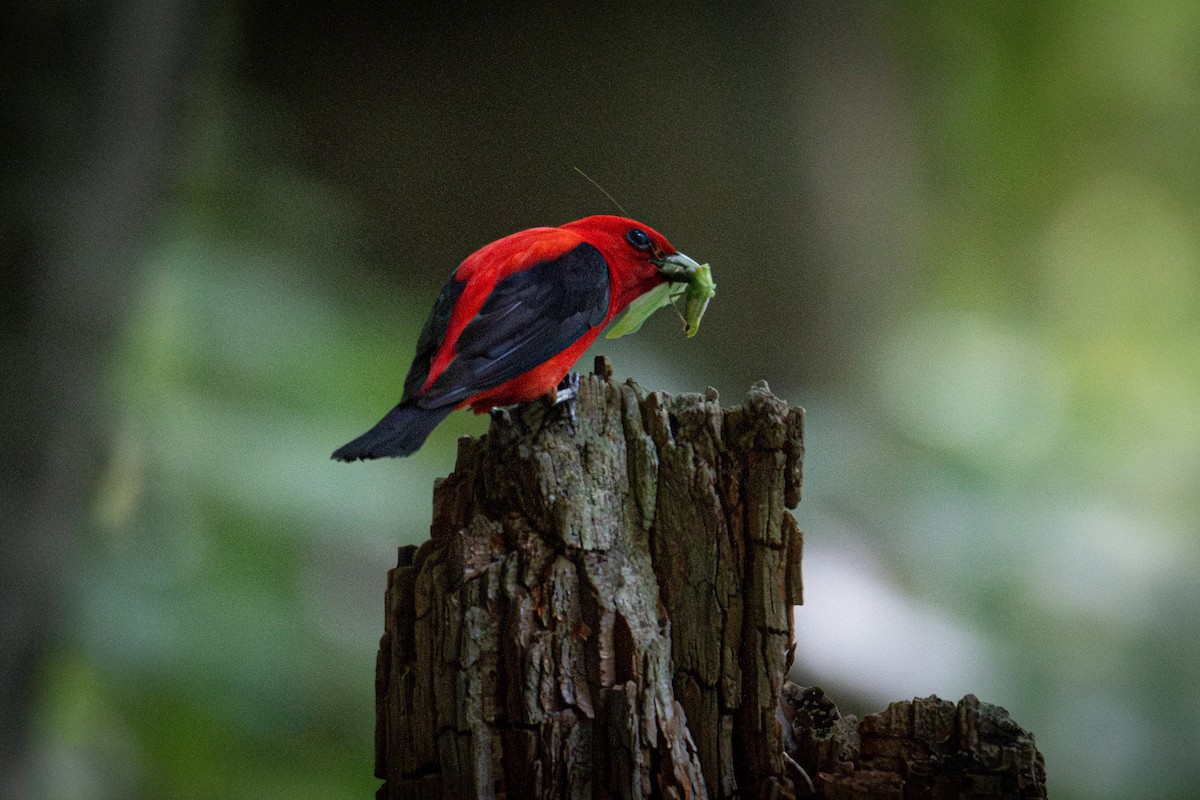 Scarlet Tanager - ML631176343