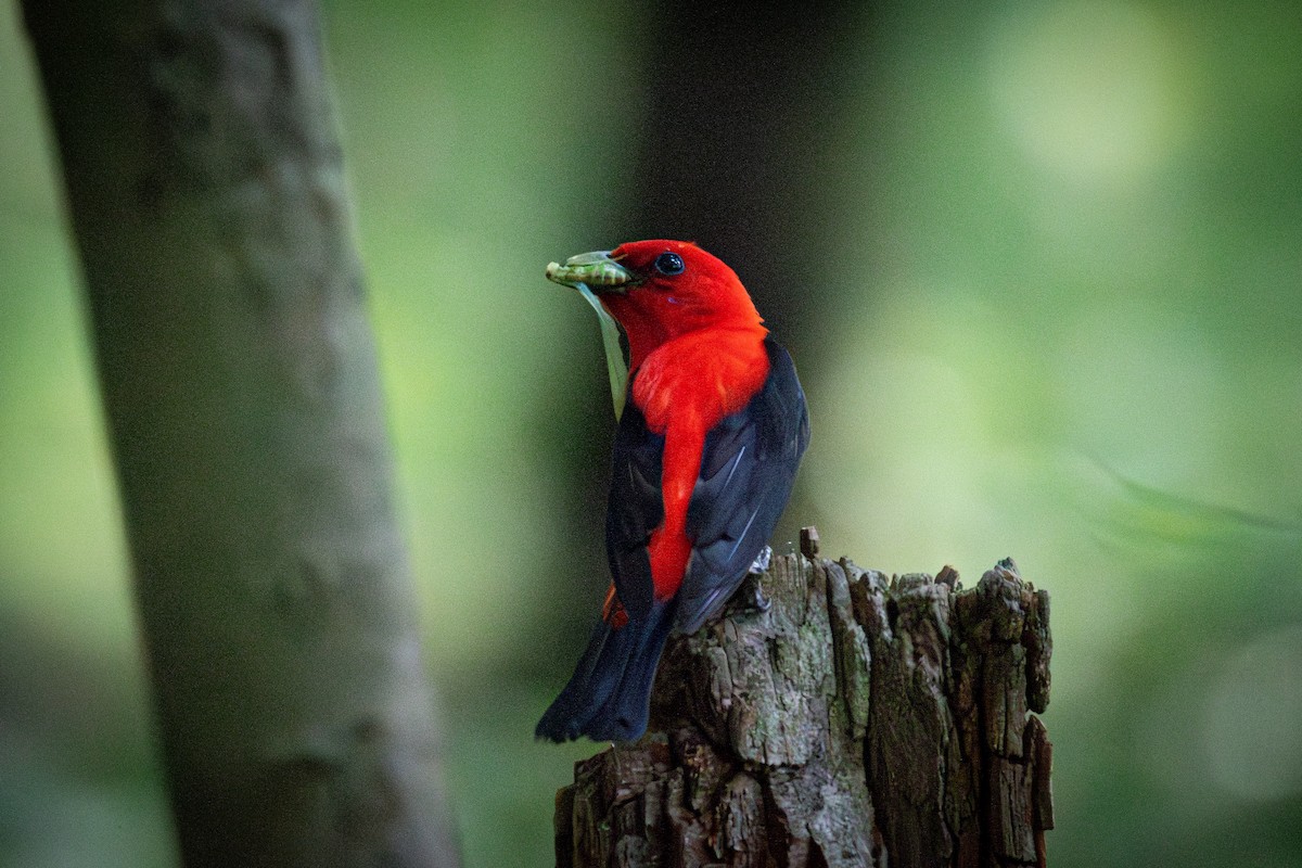 Scarlet Tanager - ML631176344