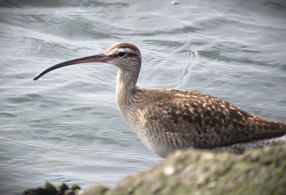 Whimbrel - ML631176366