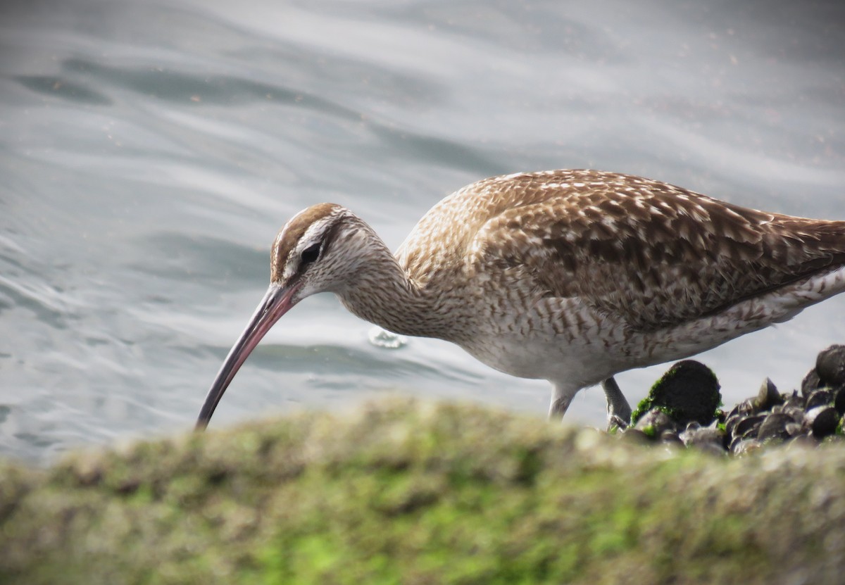 Whimbrel - ML631176373