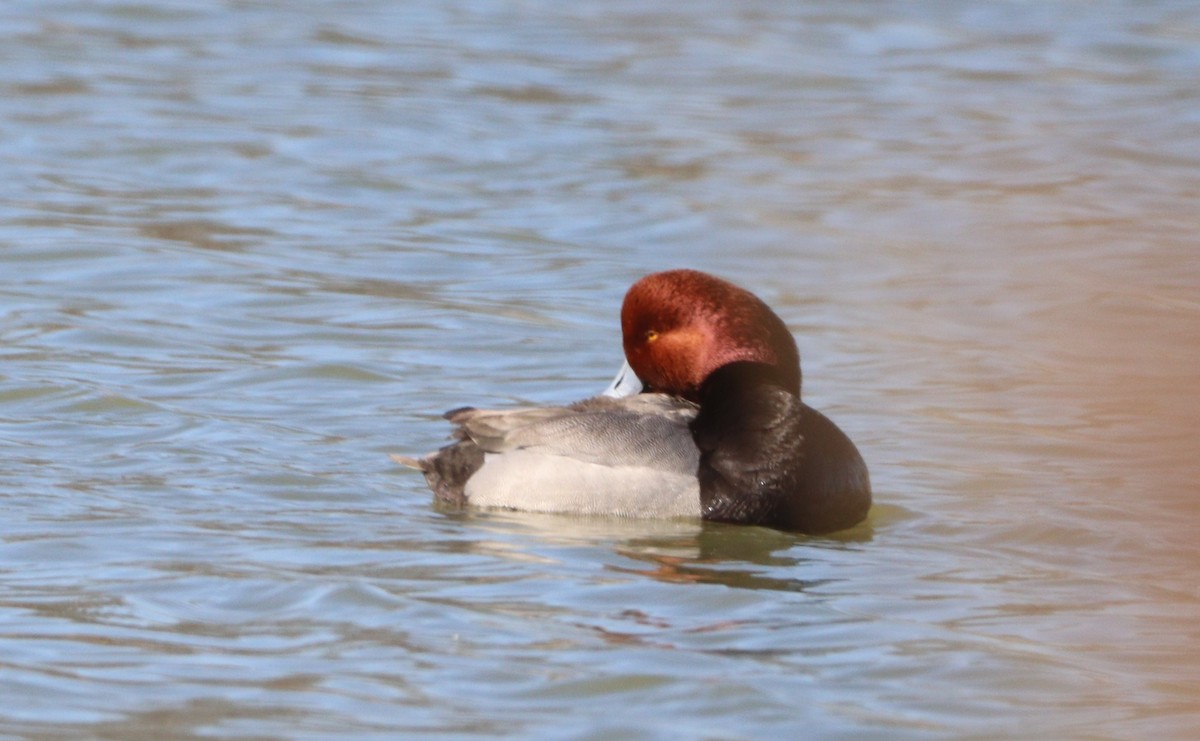 Redhead - ML631176385