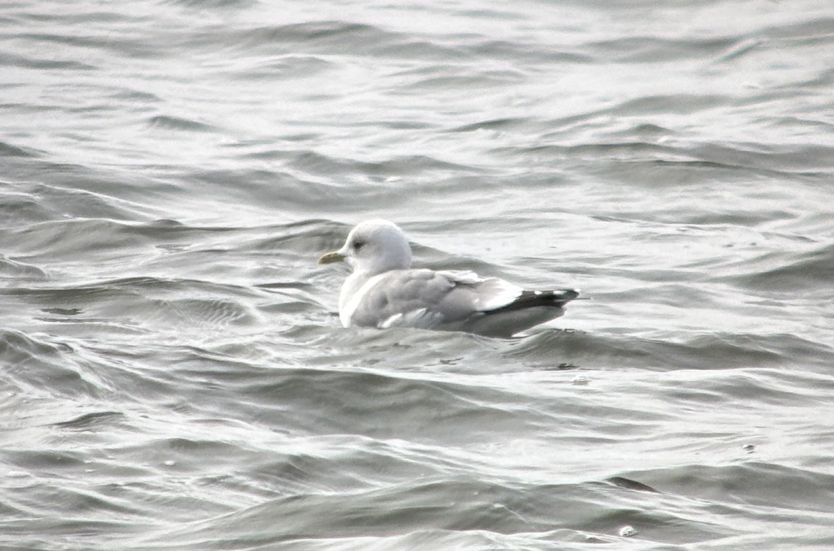 Short-billed Gull - ML631176494