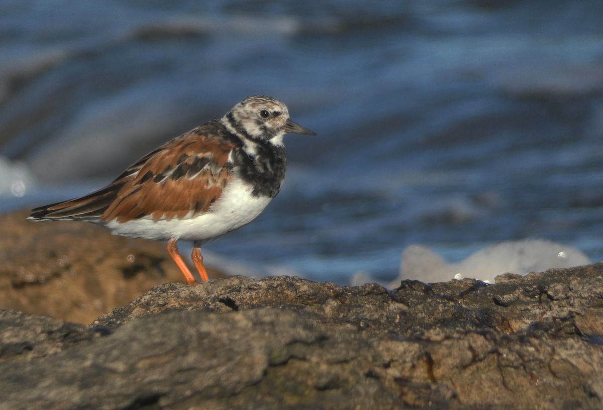 Ruddy Turnstone - ML631176582