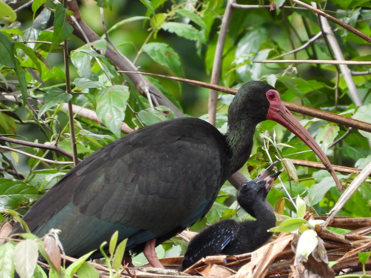 Bare-faced Ibis - ML631176722