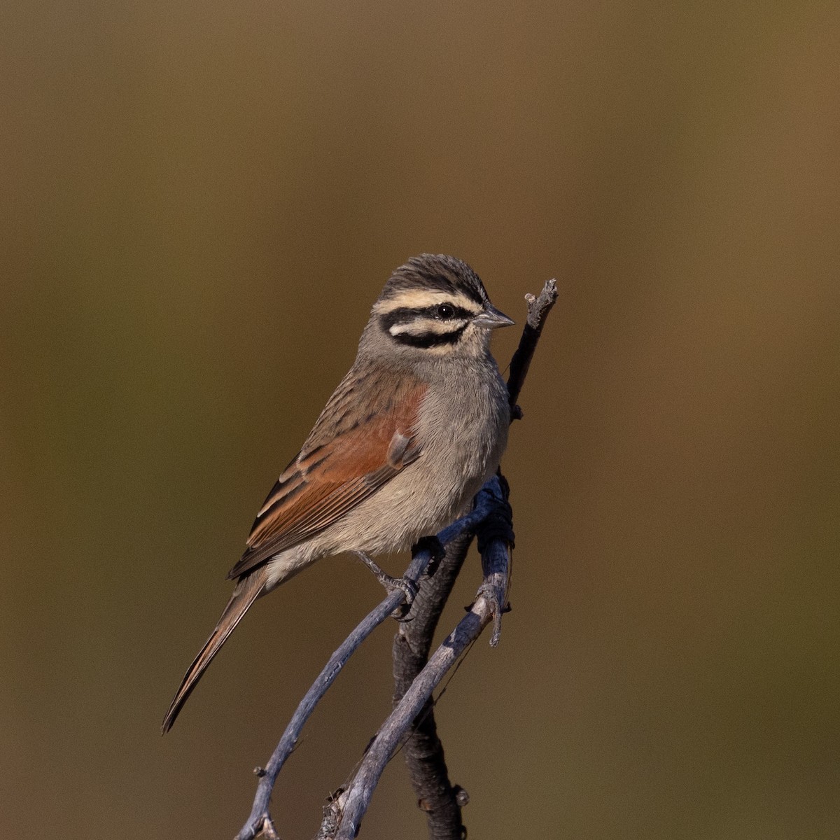 Cape Bunting (Cape) - ML631176946