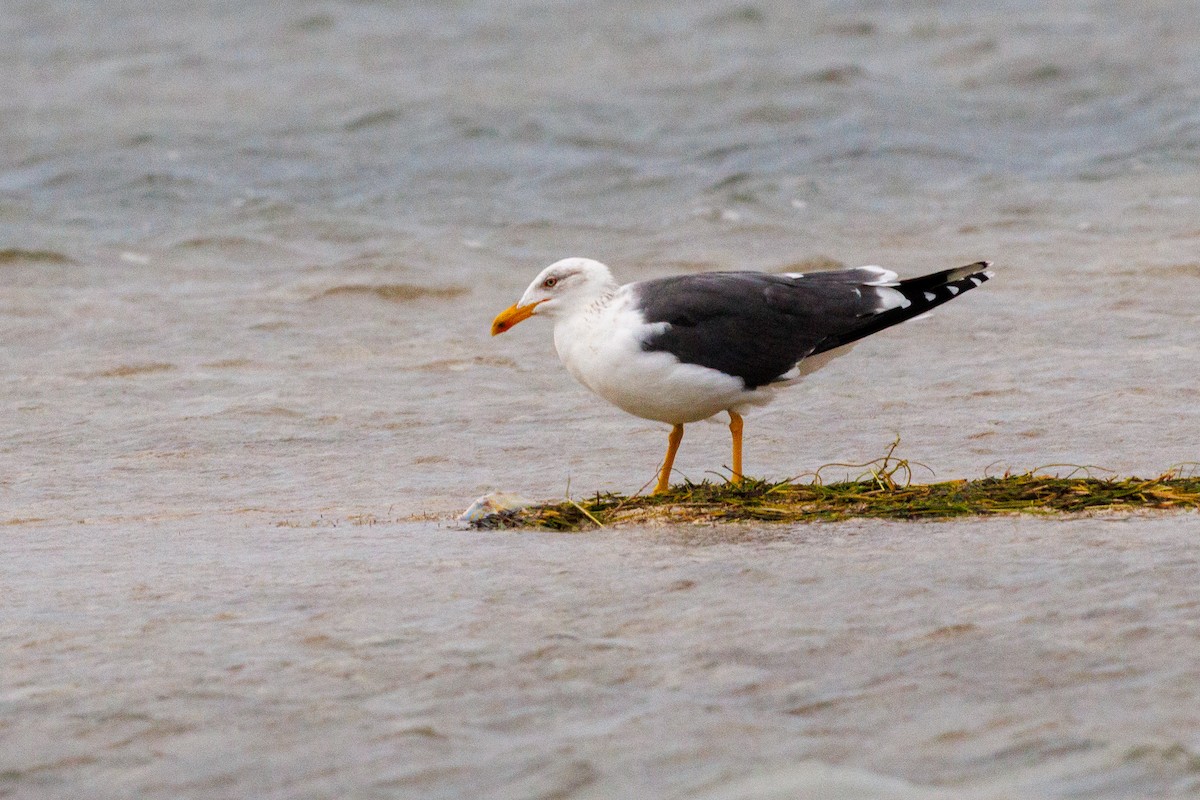 Lesser Black-backed Gull - ML631177036