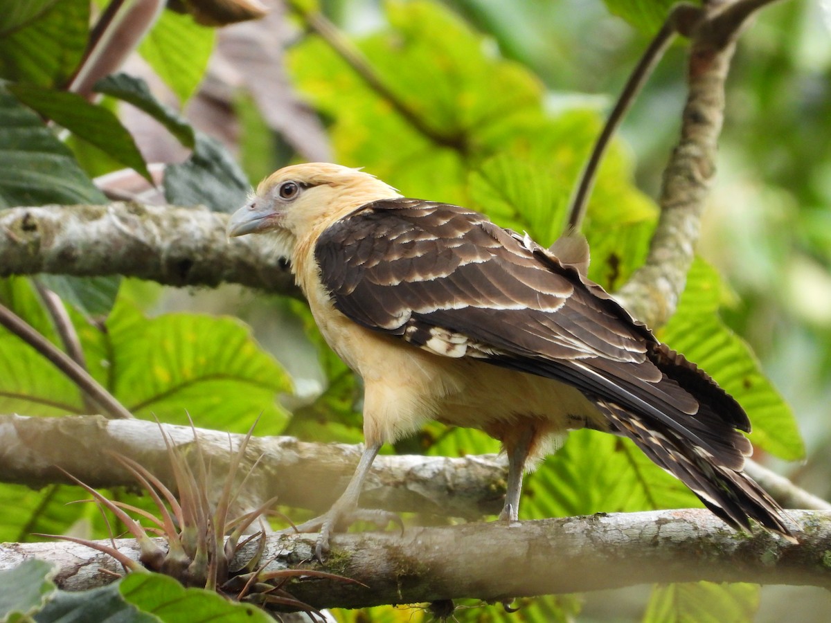 Yellow-headed Caracara - ML631177059