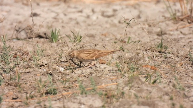 Bimaculated Lark - ML631177081