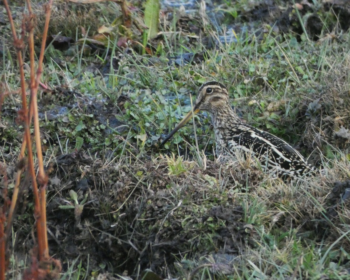 Puna Snipe - ML631177132