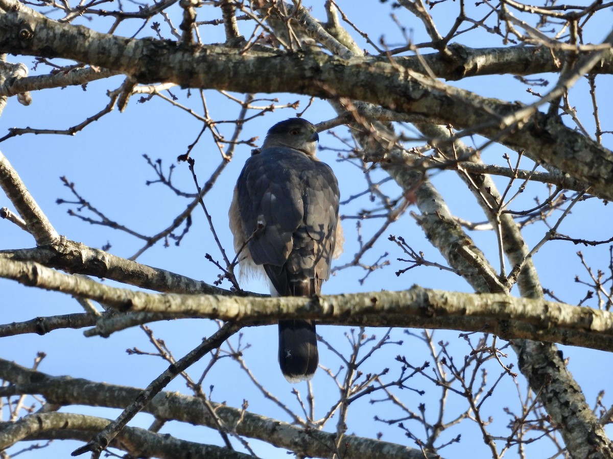Cooper's Hawk - ML631177135