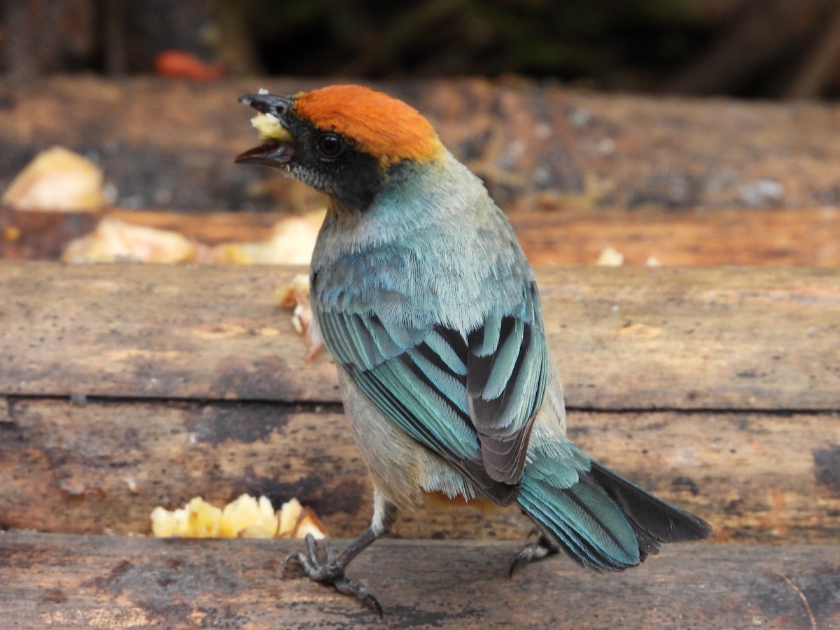 Golden-naped Tanager - ML631177153