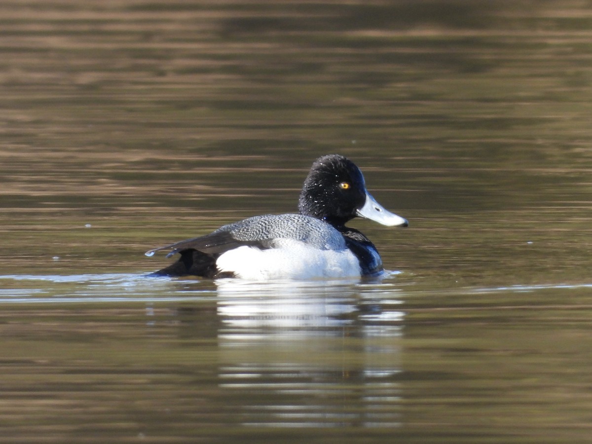 Lesser Scaup - ML631177175