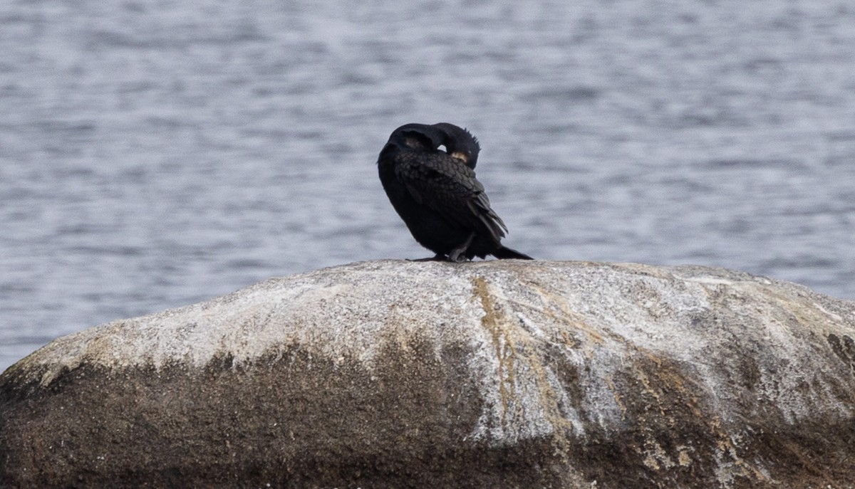 Great/Double-crested Cormorant - ML631177222