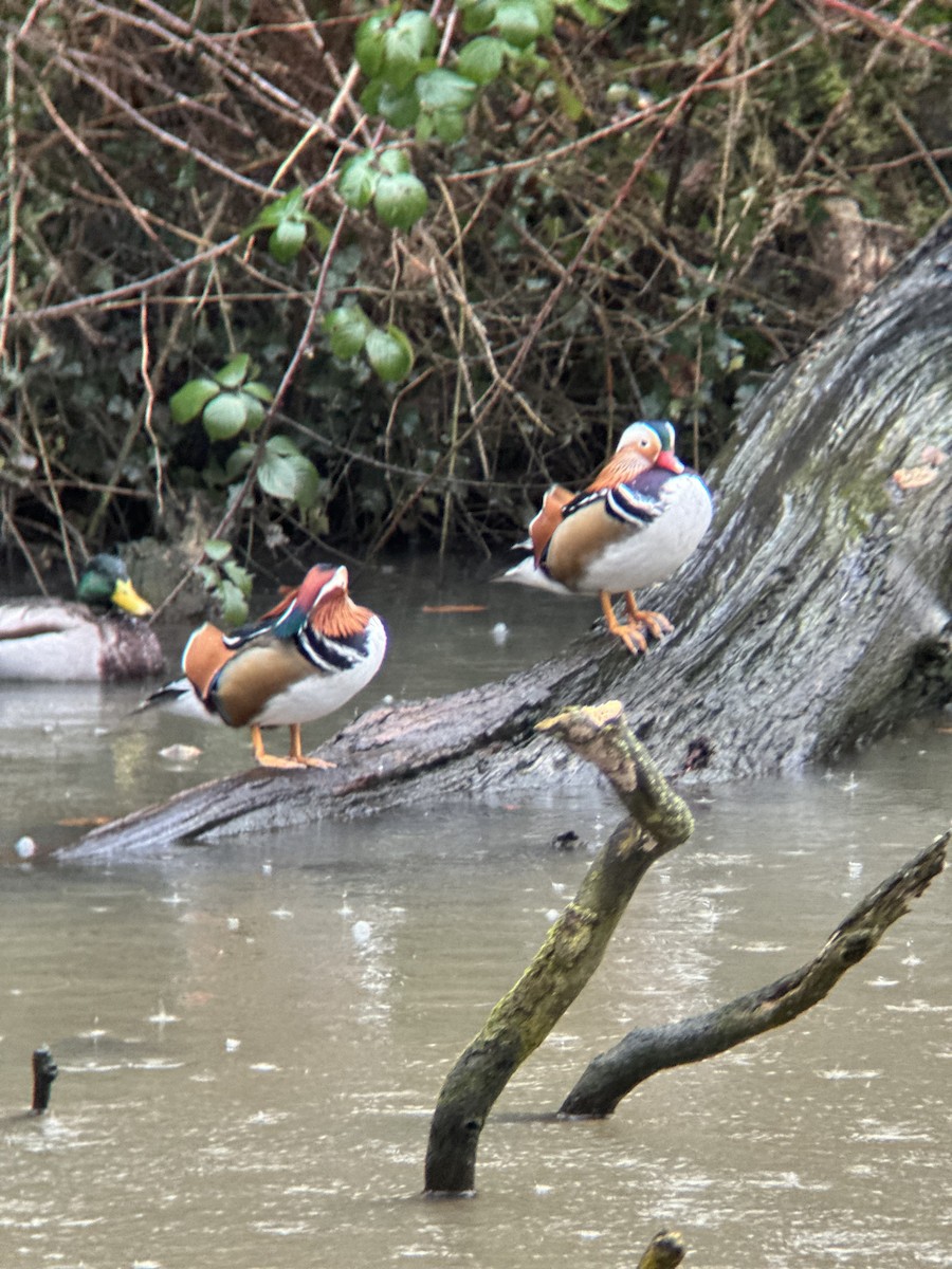 kachnička mandarínská - ML631177251