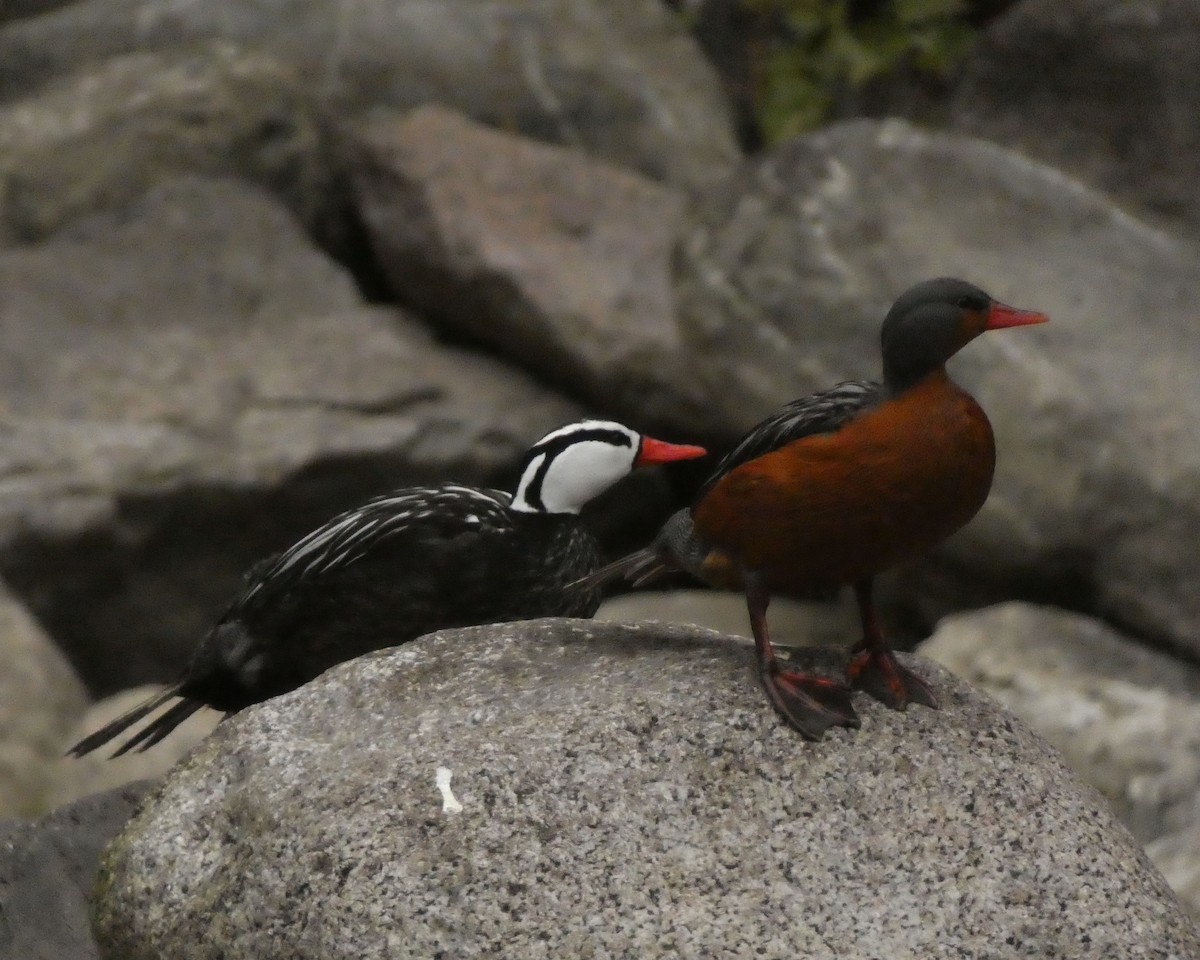 Torrent Duck - ML631177355