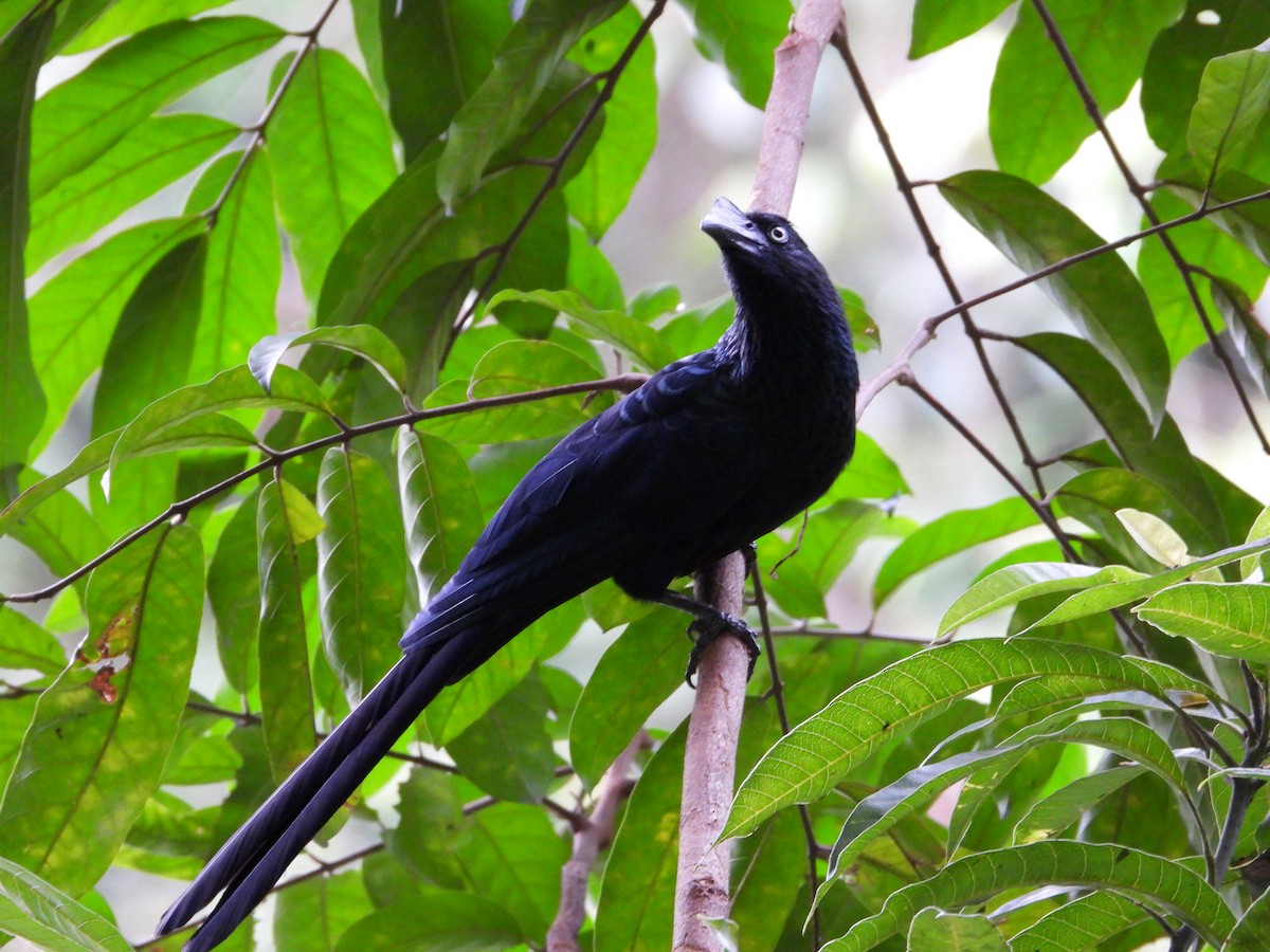 Greater Ani - ML631177426