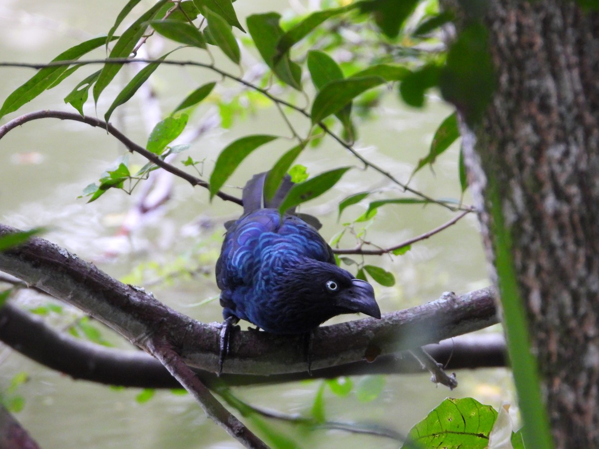 Greater Ani - ML631177427