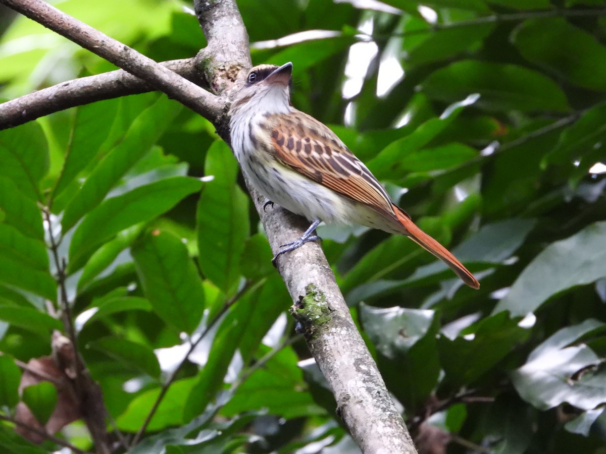 Streaked Flycatcher - ML631177497