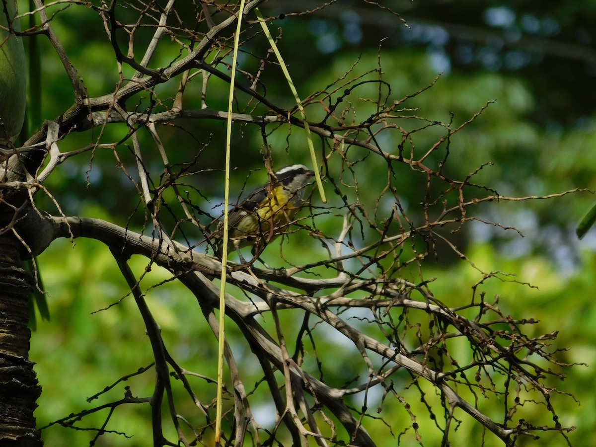 Sucrier à ventre jaune - ML631177535