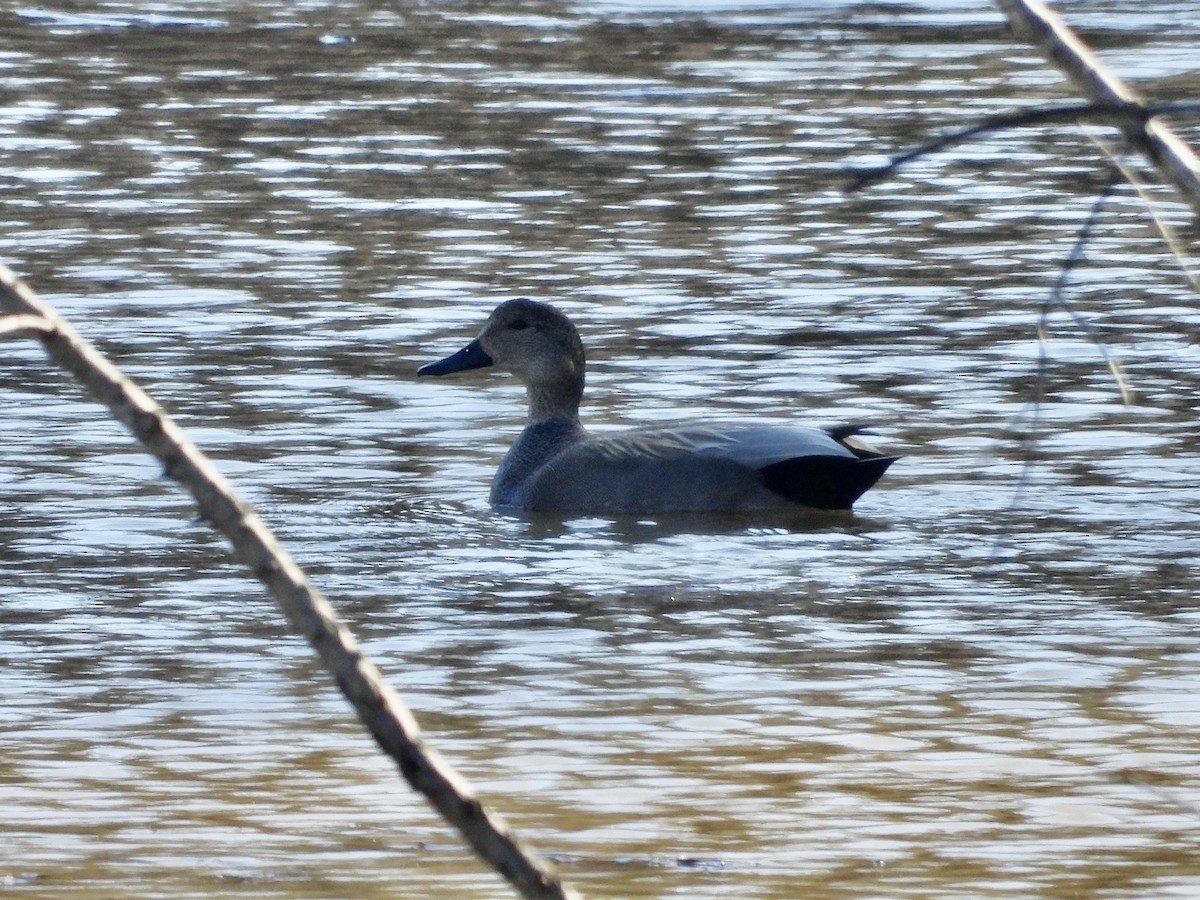 Gadwall - ML631177597