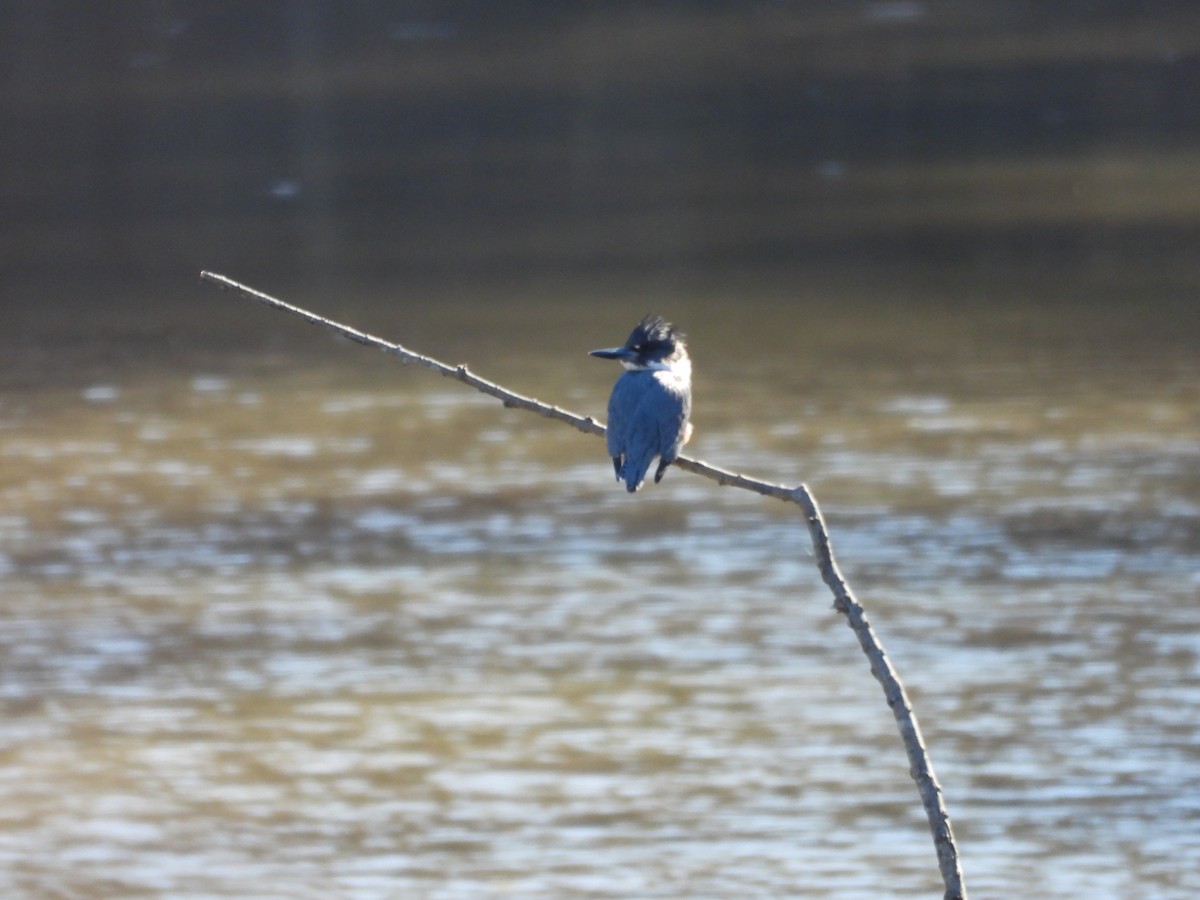 Belted Kingfisher - ML631177617