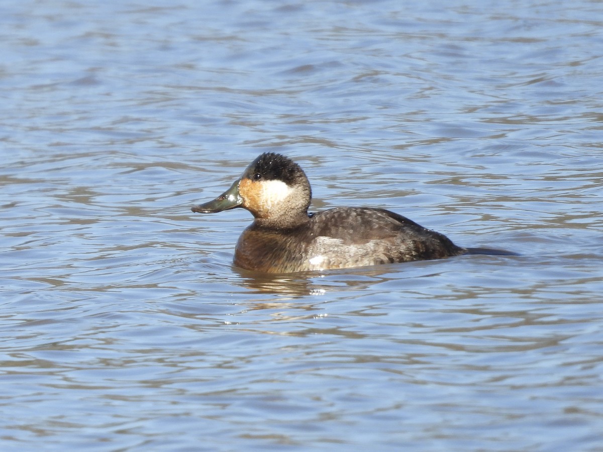 Ruddy Duck - ML631177652