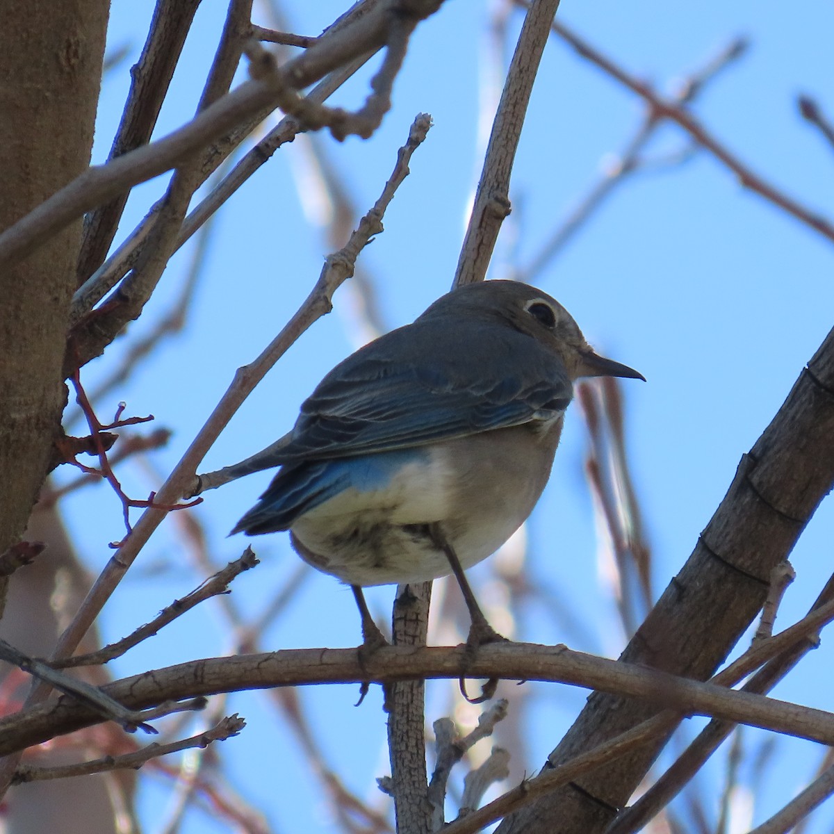 Mountain Bluebird - ML631177673