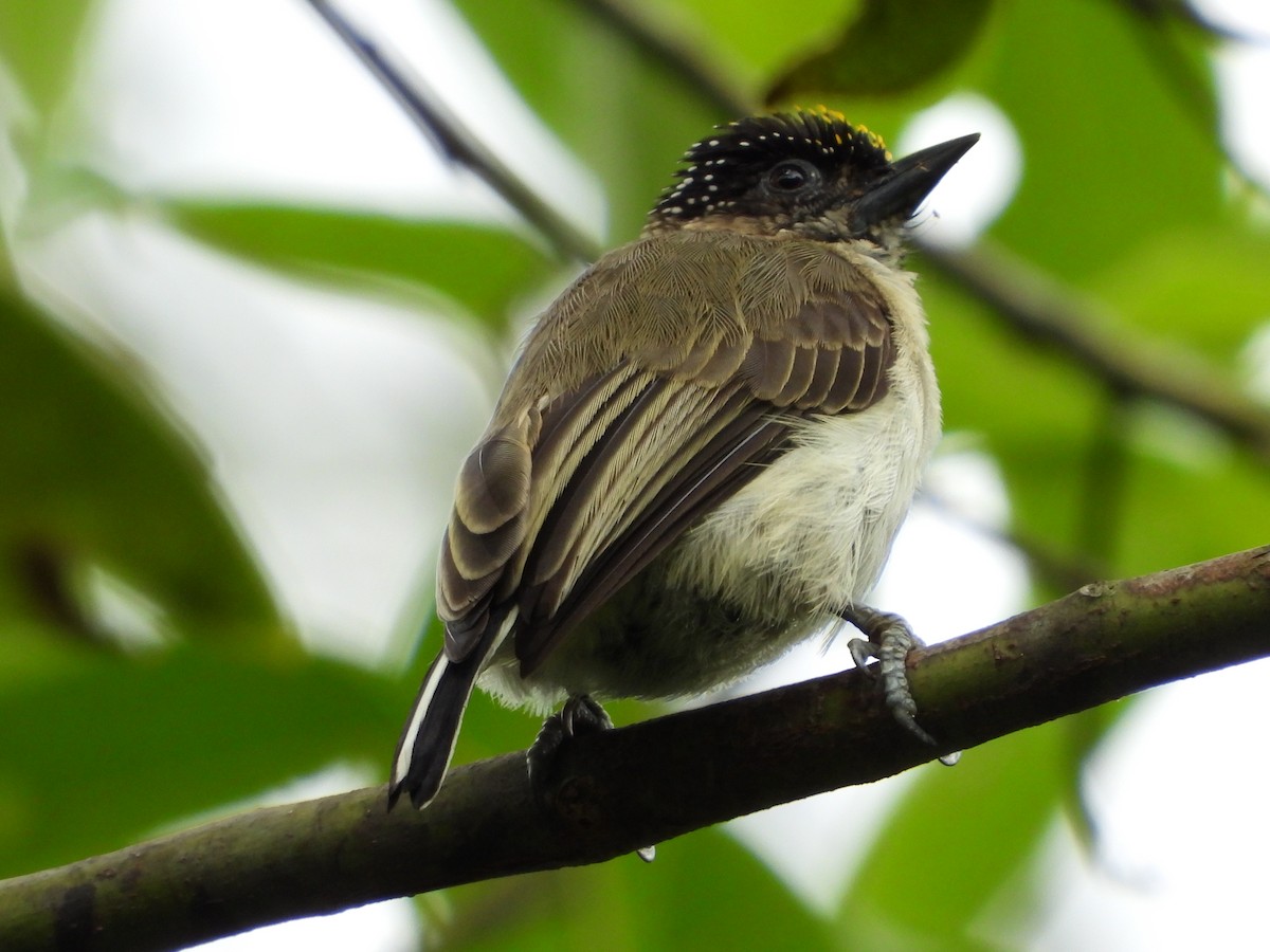 Grayish Piculet - ML631177767