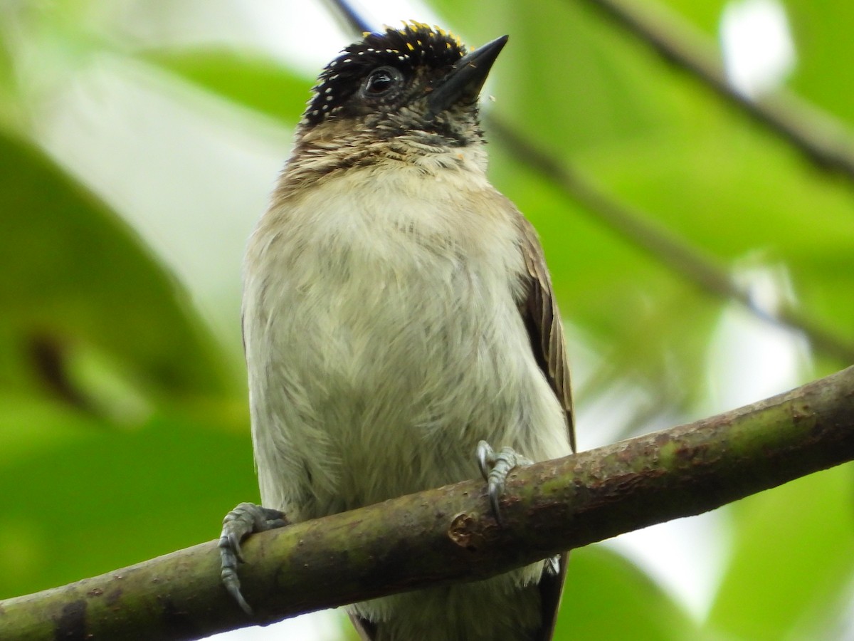 Grayish Piculet - ML631177768