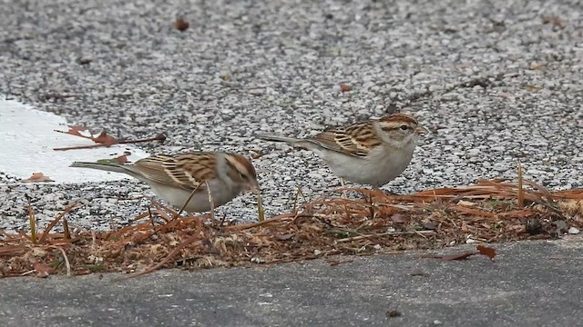 Chipping Sparrow - ML631178100