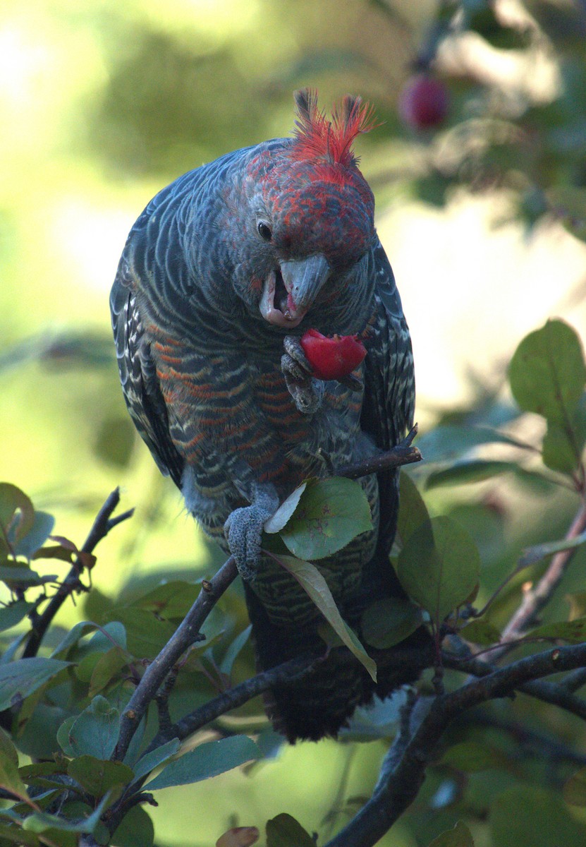 Gang-gang Cockatoo - ML631178155